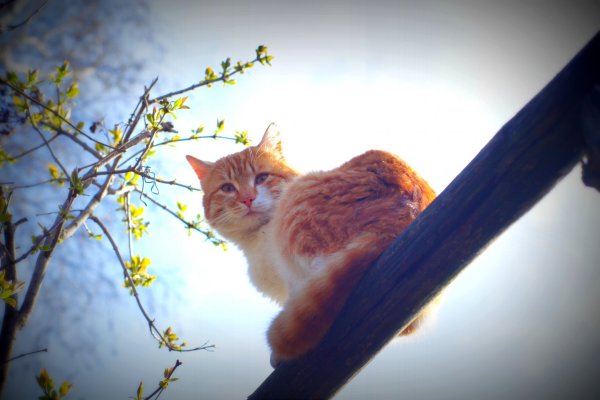Рыжий кот