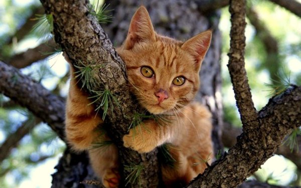 Коты на солнце Весна