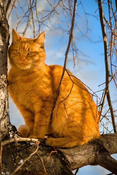 Рыжие коты весной