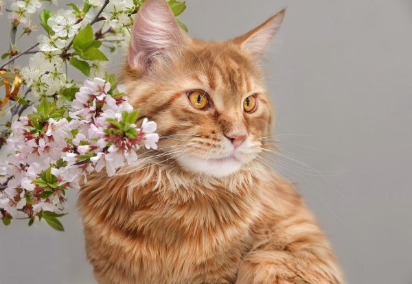 Кот нюхает цветы