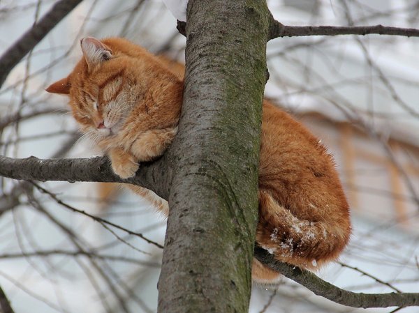 Рыжий кот на ветке