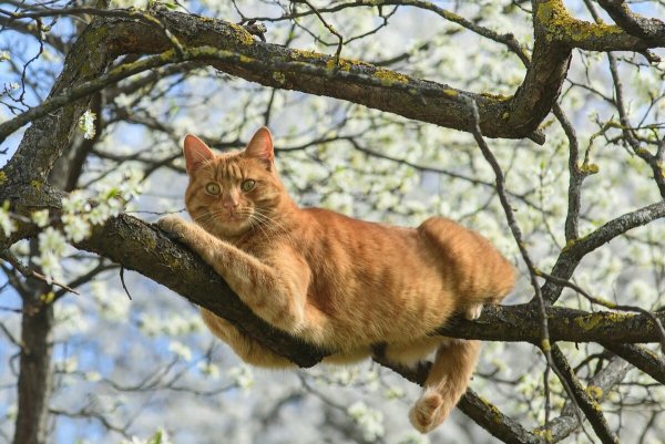 Рыжий кот в лесу