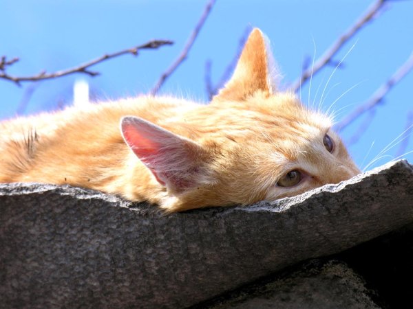 Кот на солнышке