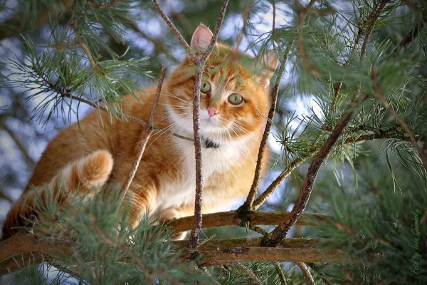 Коты на природе