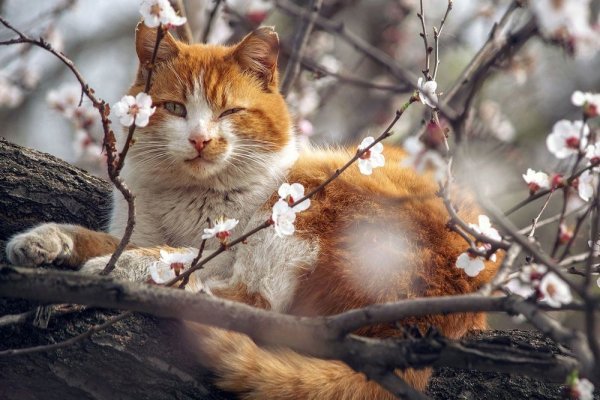 Зимний кот