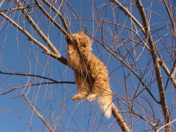 Котик на солнышке