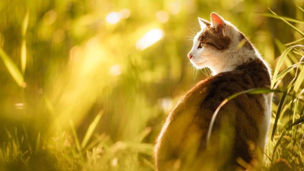 Весна и котики