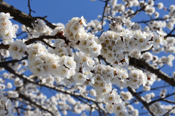 Цветущий абрикос