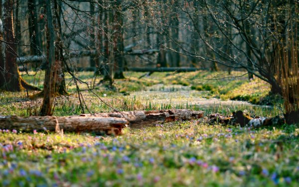 Апрель в лесу