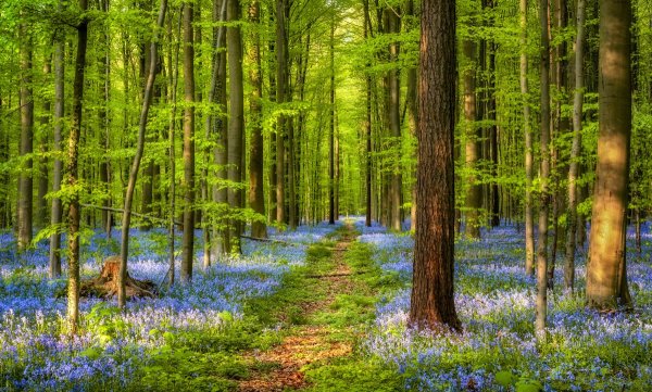 Красивый лес