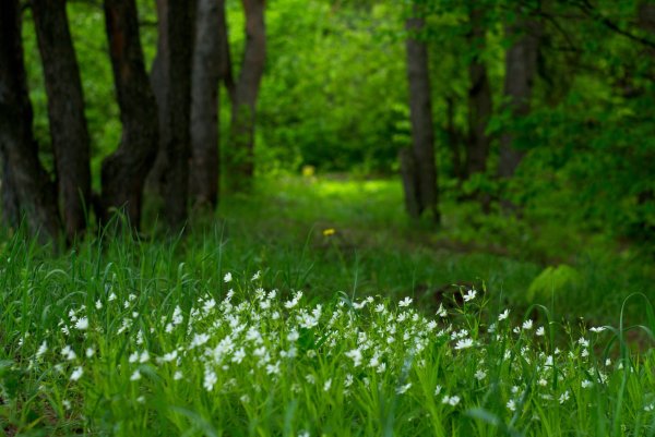 Весенний лес МС мох