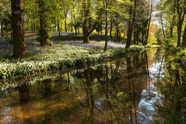 Весна в лесу