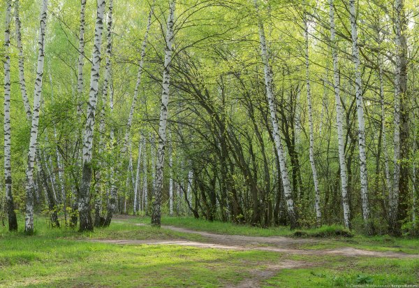 Березовая роща Казань