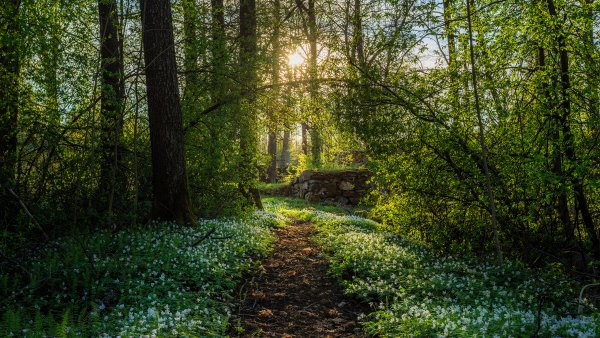 Весна в лесу