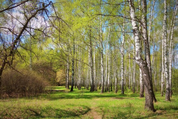 Березовая роща Омск