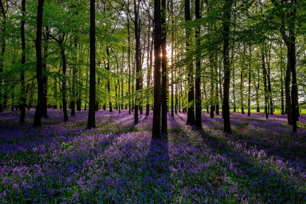 Весенний лес