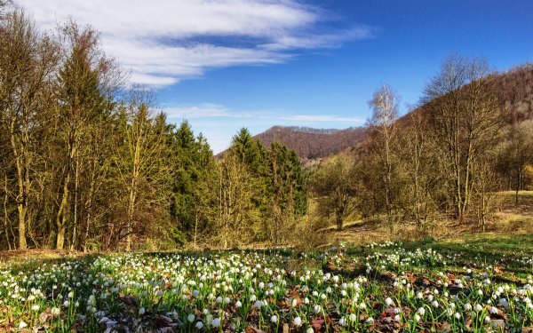 Пролеска Поляна