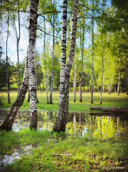 Березовая роща Навля