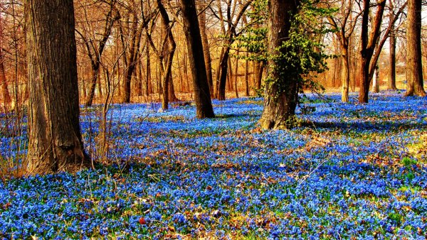 Весна природа