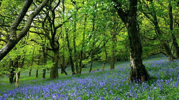 Фотообои природа 18