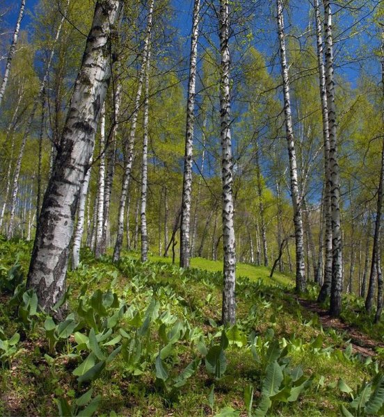 Леса России весной