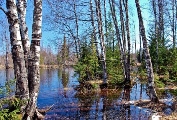 Карельская береза озеро