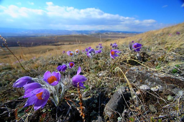 Подснежники Южного Урала