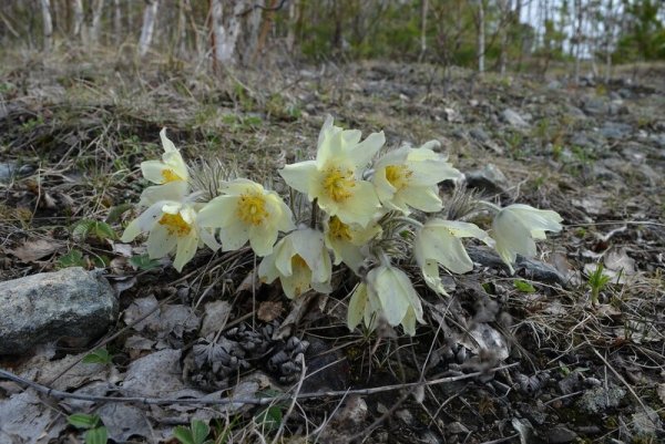 Подснежники Южного Урала