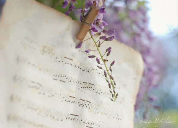 Нотный лист цветы