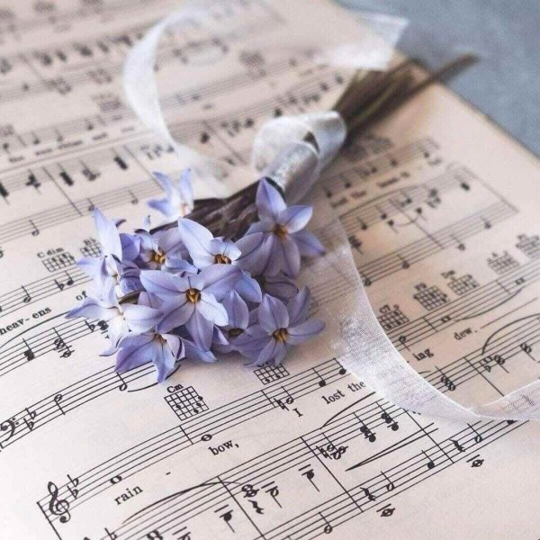 Смешные Поющие птицы