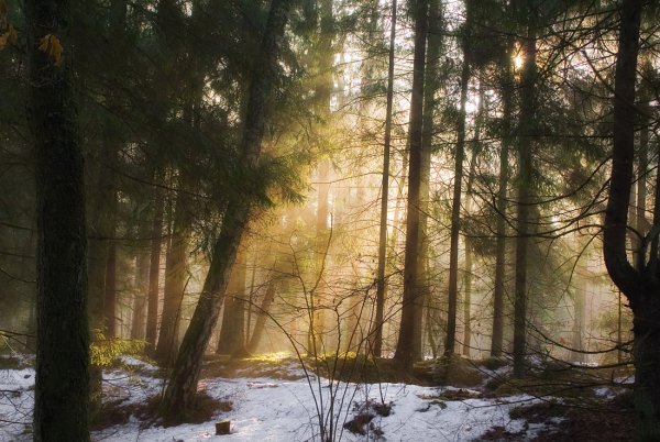 Весенний лес солнце