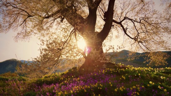 Красивые весенние пейзажи