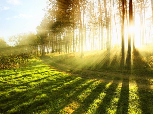 Весенний Цветущий лес