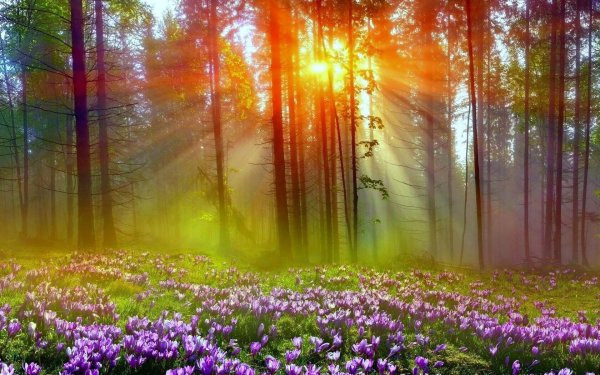 Березовая роща Хабаровск