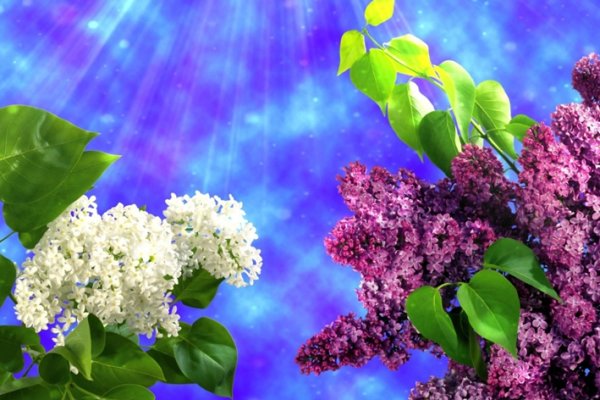 С первым днем весны сирень