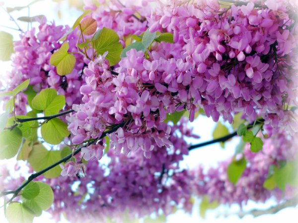 Сирень Яблоневый цвет