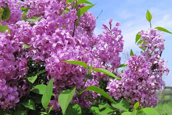 Сирень обыкновенная Примроуз