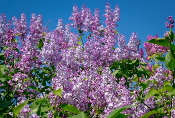 Дерево сирень весной