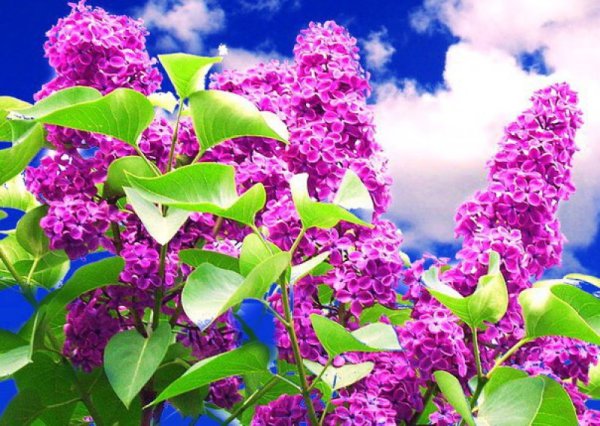 Сирень на голубом небе