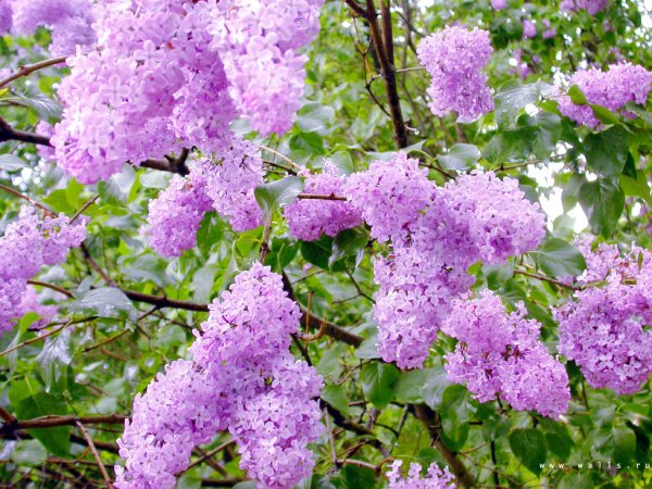 Черемуха фиолетовая