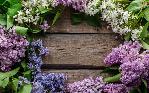 Цветы сирени