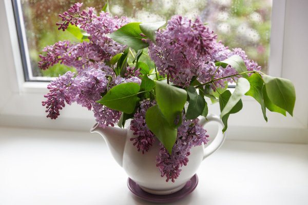 Весенняя сирень