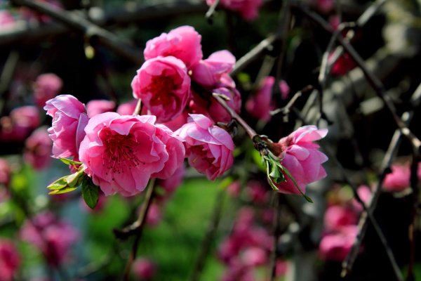 Яркие краски весны фото