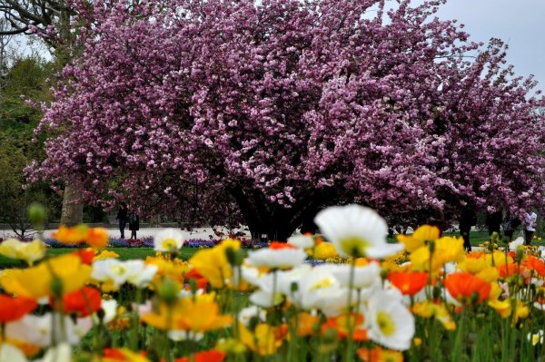 Краски природы Весна