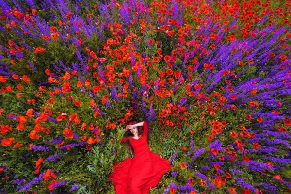 Поля цветов в Крыму