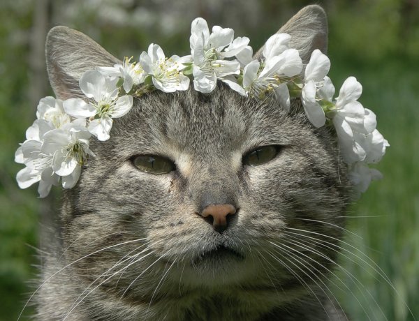 Кошки зимой