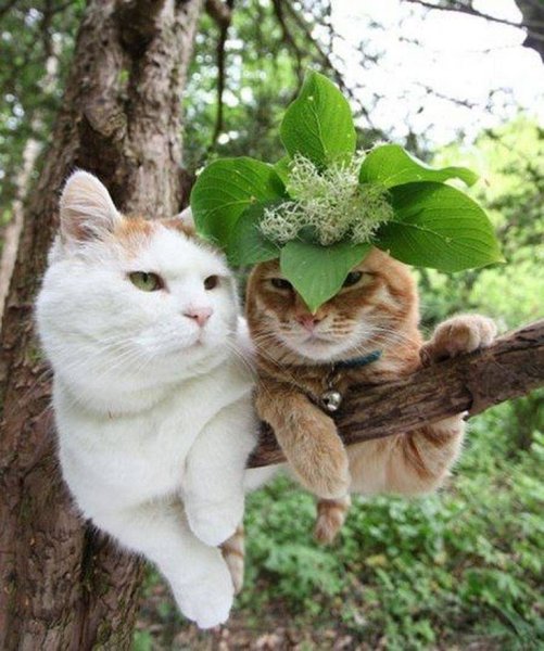 Котик на дереве зимой