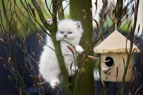 Борис Касьянов художник коты