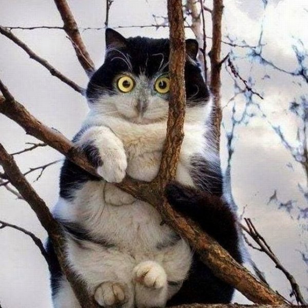 Две кошки в снегу