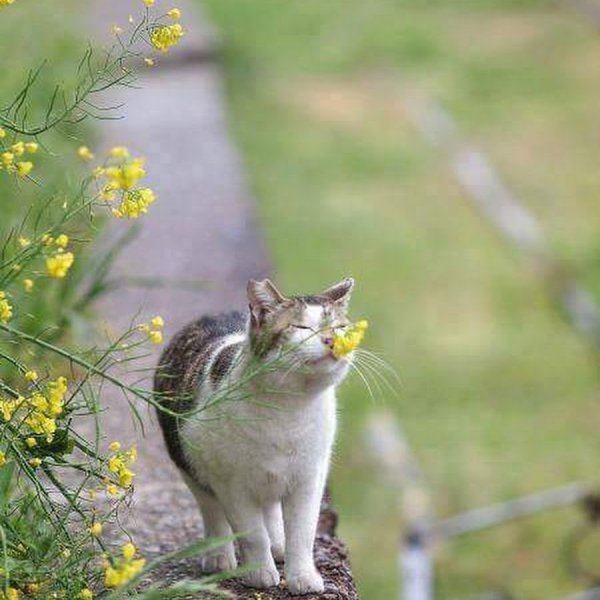 Мартовский кот